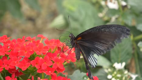 Mariposa-Ocupada-Comiendo-Polen-De-Flor-Roja-En-La-Naturaleza---Cámara-Lenta-Macro