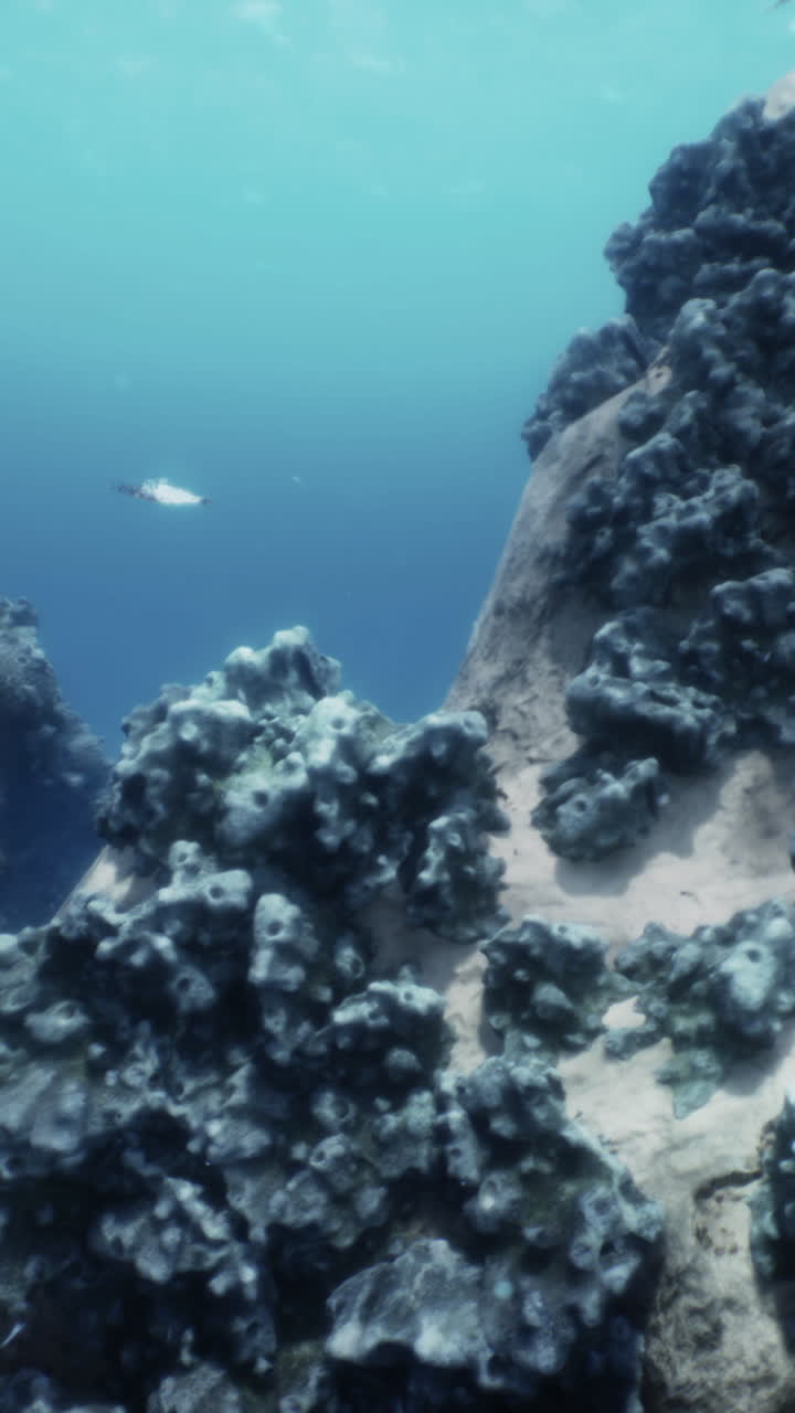 un arrecife de coral bajo el agua