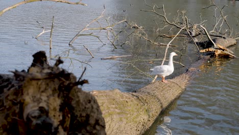 goose standing on top of a fallen tree trunk on a river, static wide shot