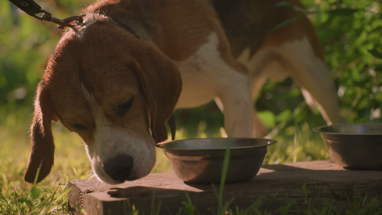 Dog on leash eating from plank with metal bowl placed on wooden plank outdoors in lush garden with leaves fluttering gently in the wind, sunlight reflecting warmly on the scene
