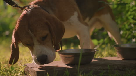 dog on leash eating from plank with metal bowl placed on wooden plank outdoors in lush garden with leaves fluttering gently in the wind, sunlight reflecting warmly on the scene