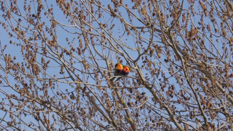 Two-Rainbow-Lorikeets-Sleeping-On-Tree-Branch