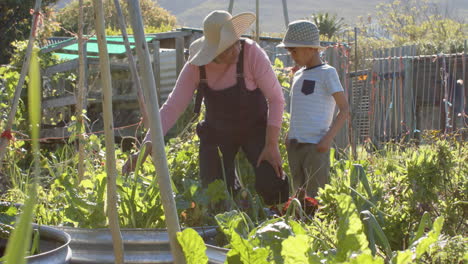 Happy-senior-biracial-grandmother-and-grandson-looking-at-plants-in-sunny-garden,-slow-motion