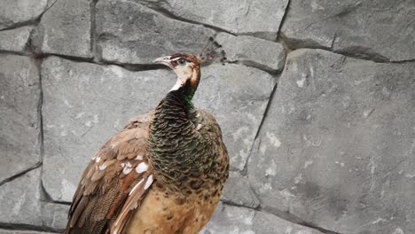 peahen by a stone wall