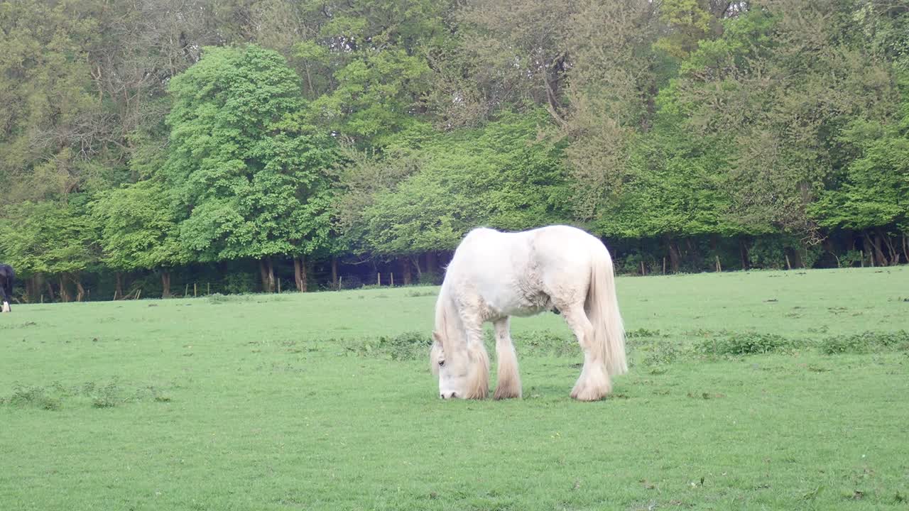 Grey horse in field, Chorleywood, Hertfordshire