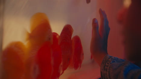 child watching colorful fish in a tank