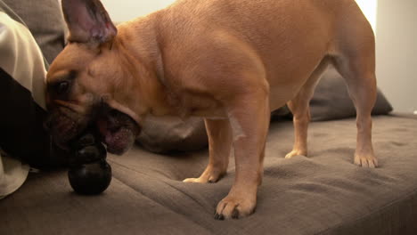 Französische-Bulldogge,-Die-Drinnen-Ein-Hundespielzeug-Kaut---Nahaufnahme,-Zeitlupe