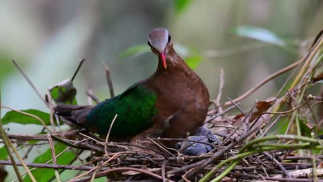 The-Common-Emerald-Dove-is-common-to-Asian-countries-and-it's-famous-for-its-beautiful-emerald-coloured-feathers