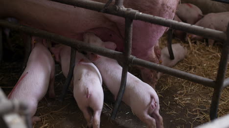 cerdos en granja ganadera cría de cerdos lechones jóvenes en el establo 17