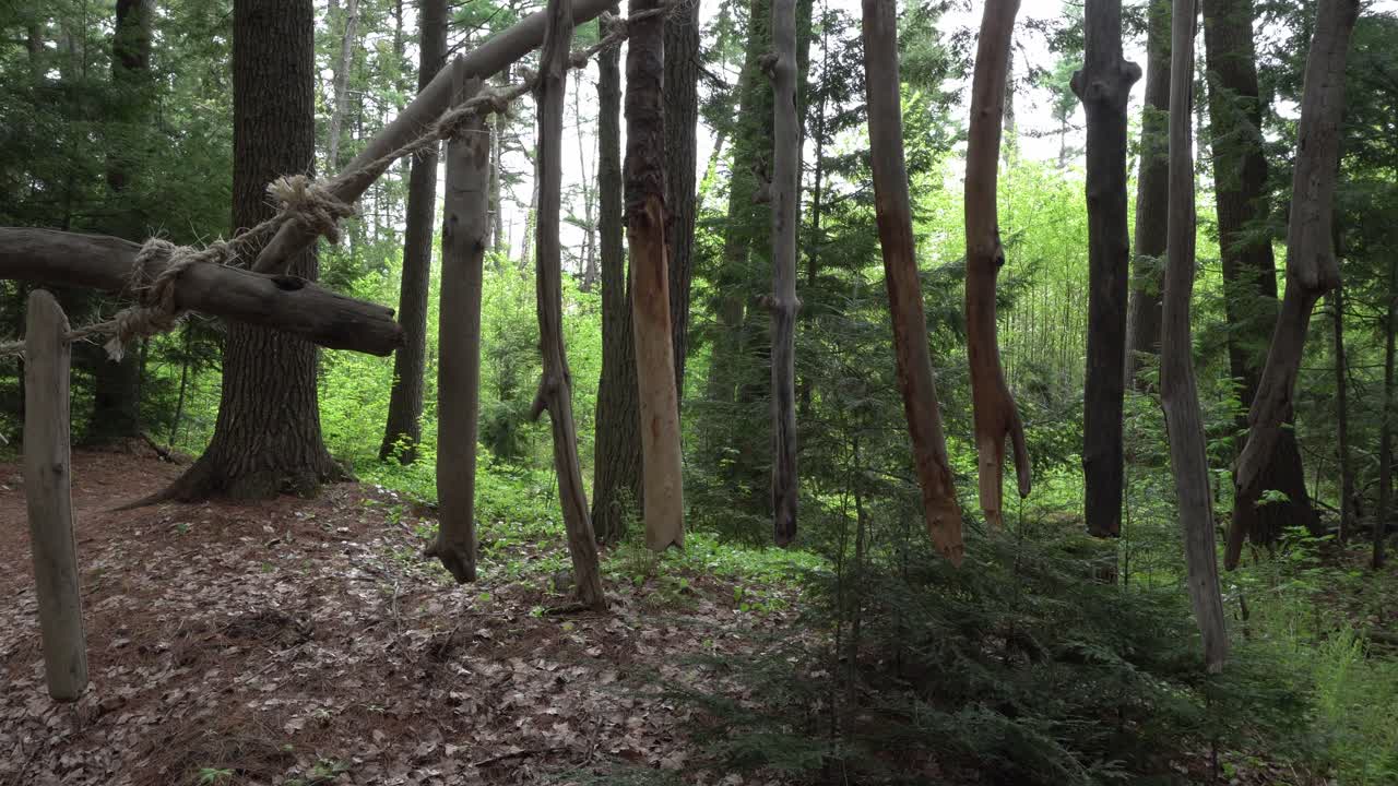 Pieces of wood swinging under the effect of the wind, hanging by a rope. In the background, there is a lush and abundant forest