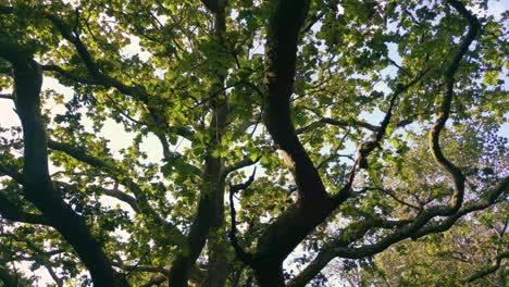 Closeup-Of-Verdant-Oak-Tree-In-The-Forest-Greenery-In-Spain