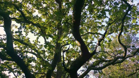 closeup of verdant oak tree in the forest greenery in spain