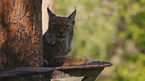 lynx-sitting-in-shadow-behind-trunk-tree-staring-calmly