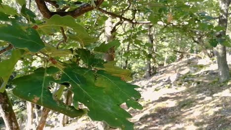 hojas verdes de roble moviéndose suavemente en la brisa de principios de otoño en un día soleado en bosques profundos