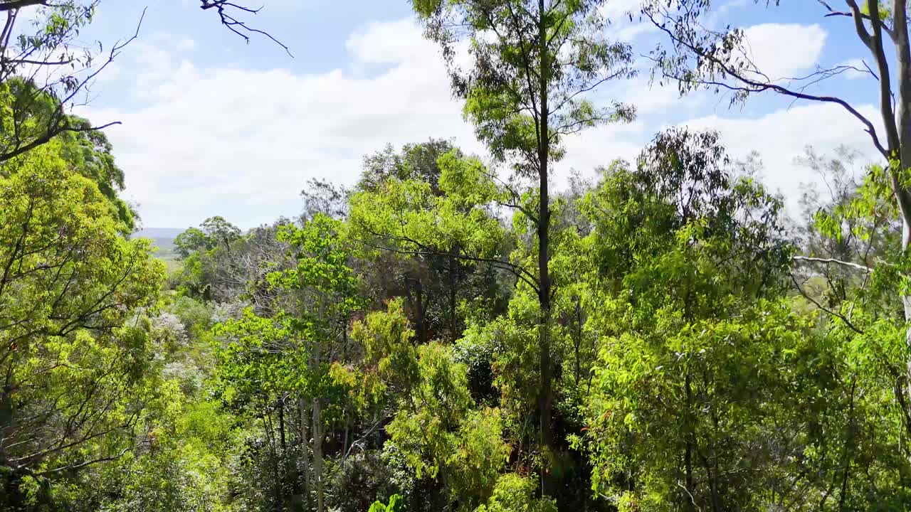 Lush forest and wetlands from above