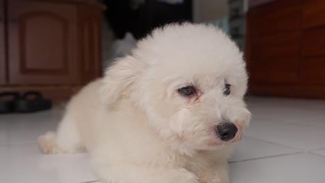 high definition shot of a peaceful toy poodle track in gimbal shot