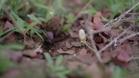 dung beetle rolling a ball of faeces through the african landscape of fallen leaves and grass