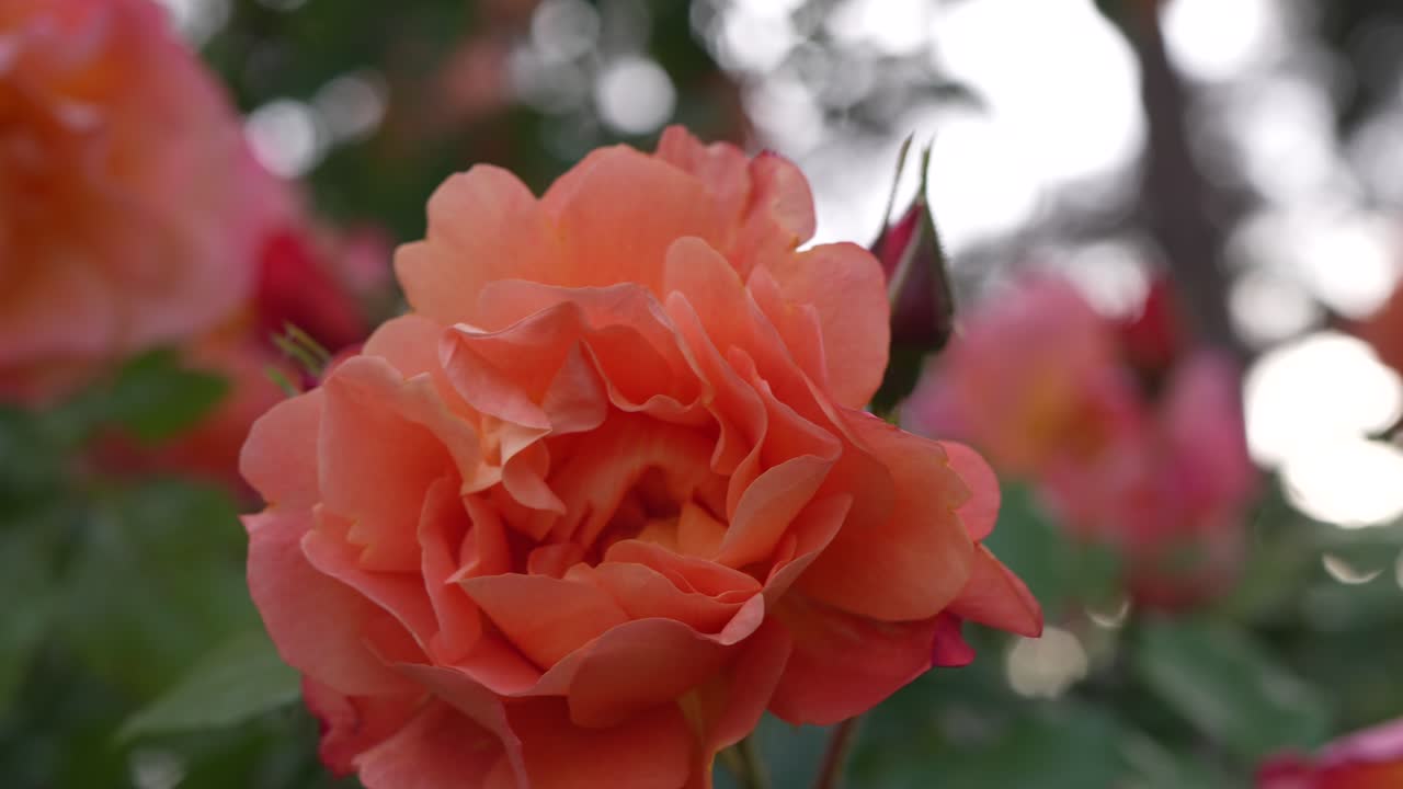 Close up of a vibrant orange rose in full bloom with a nearby rosebud and blurred background