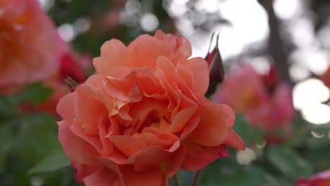 close up of a vibrant orange rose in full bloom with a nearby rosebud and blurred background