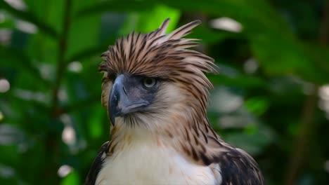 The-Philippine-Eagle-also-known-as-the-Monkey-eating-Eagle-is-critically-endangered-and-can-live-for-sixty-years-feeding-on-Monkeys,-Flying-Lemurs,-and-small-mammals-as-an-opportunist-Bird-of-Prey