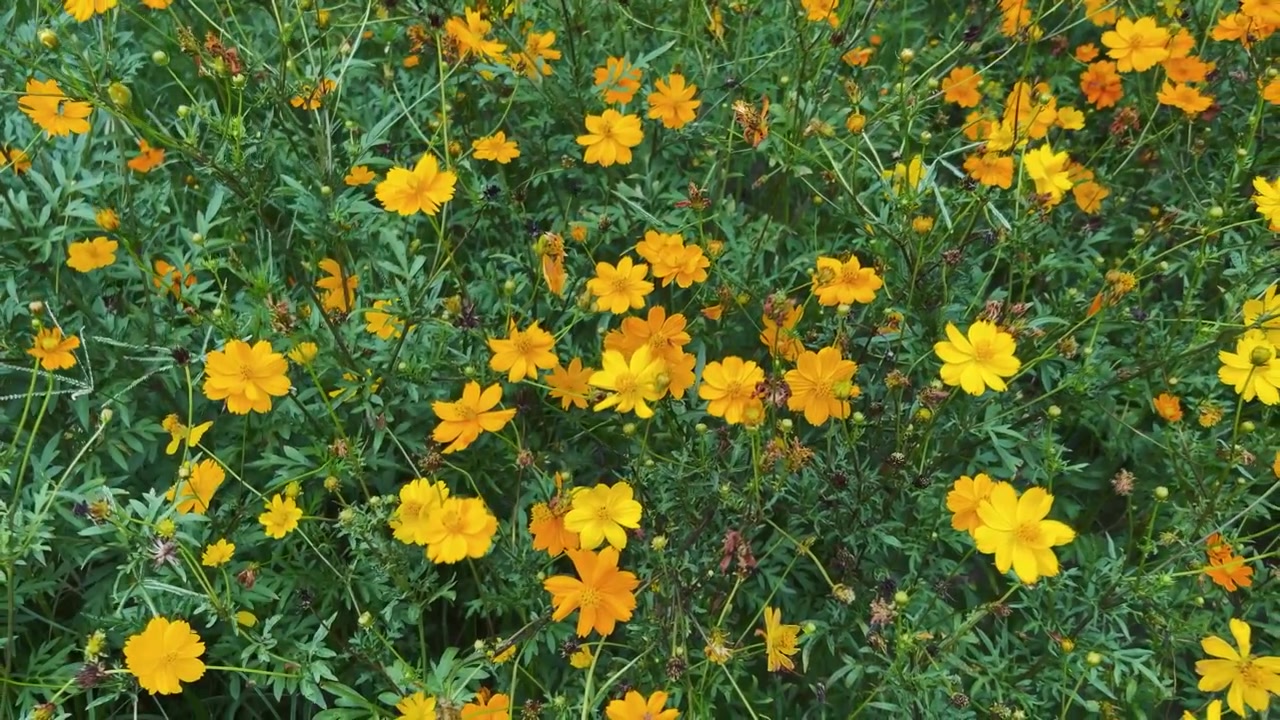 Fiori di Cosmos Gialli Vivaci in un Giardino Rigoglioso