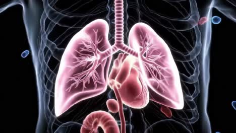 detailed anatomical visualization of the human respiratory system featuring lungs and circulatory functions in a multi-dimensional perspective