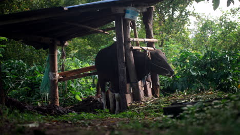 Isolated-cow-stands-alone-under-the-protection-of-wooden-construction