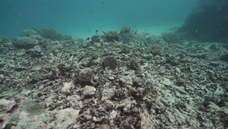 Arrecife-De-Coral-Blanqueado-Muerto