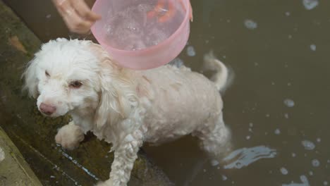 small, adorable pet dog being carefully washed in the river by its calm and attentive owner