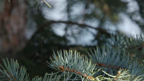 Star-Mit-Schillerndem-Schwarz-violettem-Und-Kupfernem-Wintergefieder