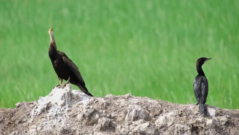 Oriental-Darter-Anhinga-Melanogaster-Und-Kleiner-Kormoran-Microcarbo,-4k-Aufnahmen