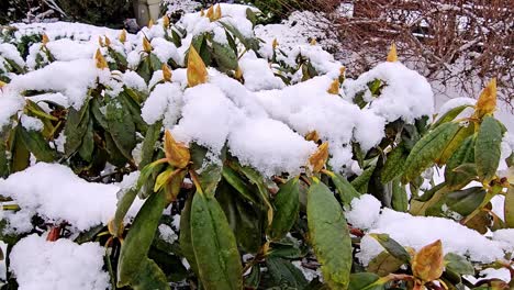 Close-up of a green bush covered in snow, with some of its green leaves and brown branches still visible, camera pans to the left