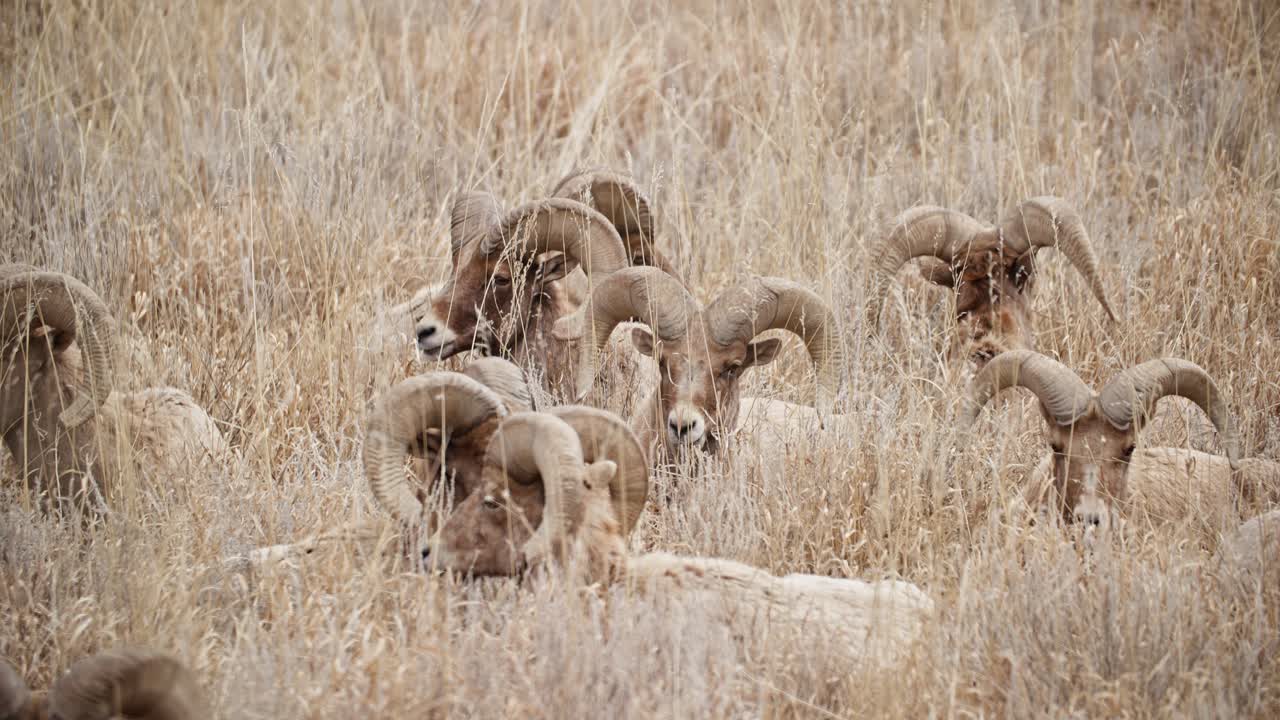 grupo de ovejas de cuerno grande pastando en la hierba seca del jardín de los dioses, colorado springs