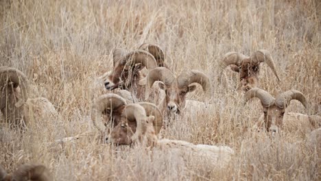 group of bighorn sheep grazing in the dry grass of garden of the gods, colorado springs