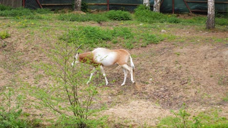Oryx-Con-Cuernos-De-Cimitarra-Caminando-En-Un-Potrero-En-El-Parque-De-Animales
