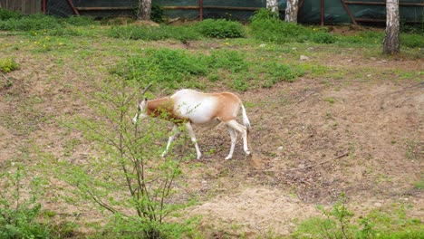 oryx con cuernos de cimitarra caminando en un potrero en el parque de animales