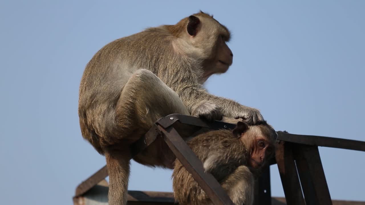 mono vagabundo en libertad en lopburi, tailandia