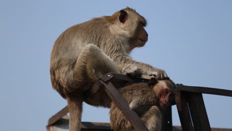 free roaming monkey in lopburi, thailand