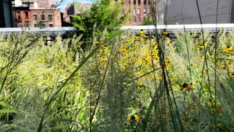 grasses, flowers, bushes and lots of green waving in the wind in summer high line park in new york's chelsea neighborhood in manhattan