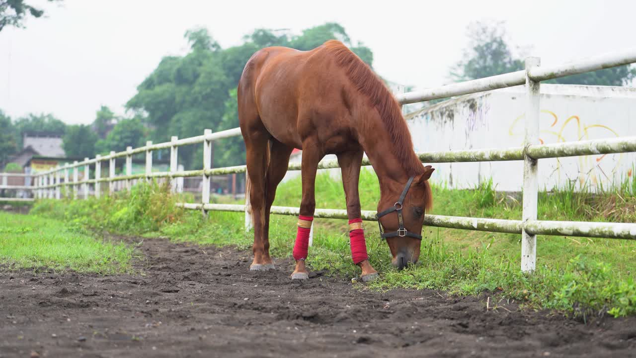 野原で食べる茶色の馬