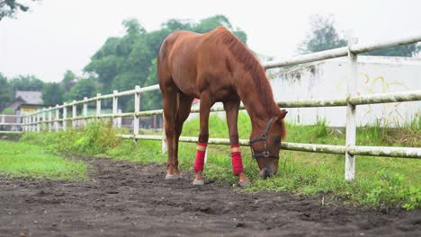 un caballo marrón comiendo en un campo