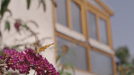 Mariposa-En-Flor-De-Buddleja-Rosa-Frente-A-Una-Casa,-240fps