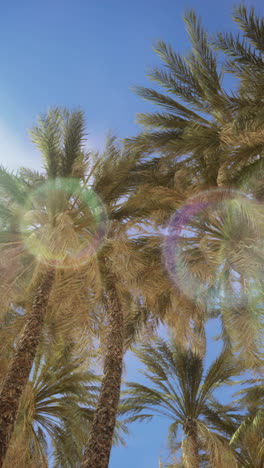 palmeras contra un cielo vibrante
