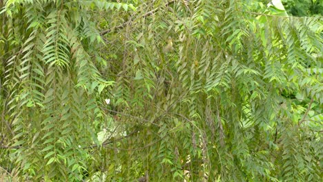 green bird jumping from branch to branch