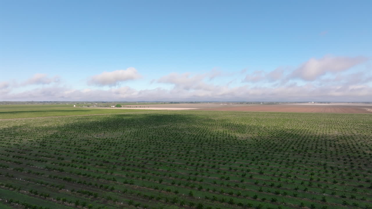 Aerial: vast fields of orange plantations near Moree, Regional New South Wales Australia