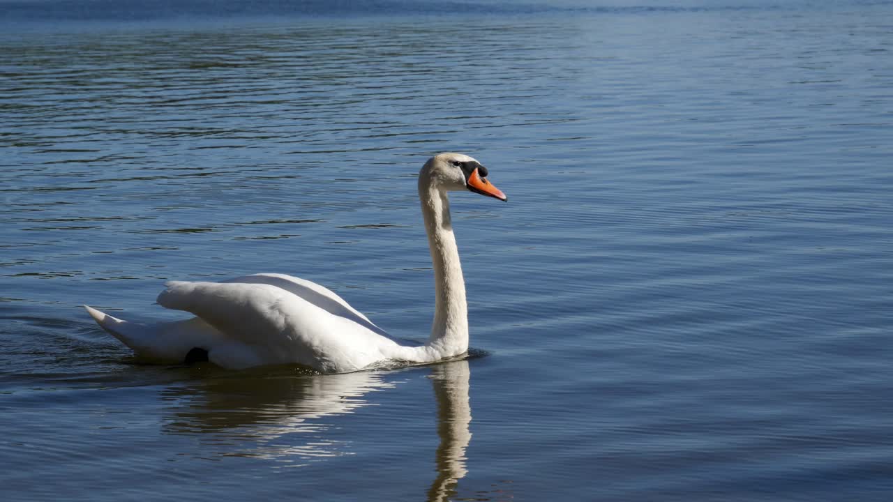 cisne nadando en un lago