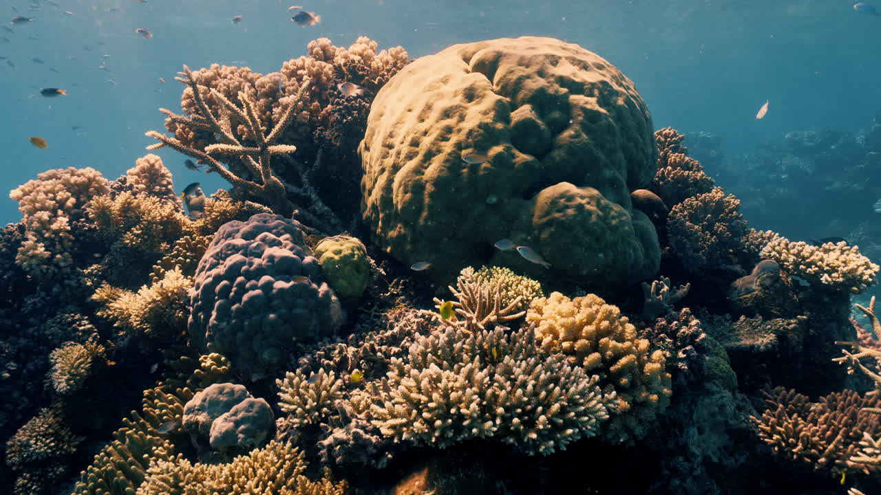 Filmato subacqueo di una barriera corallina con pesci tropicali che nuotano sopra le formazioni coralline a Opal Reef vicino a Port Douglas nella Grande barriera corallina, Queensland, Australia. Acqua blu limpida e ambiente marino naturale.