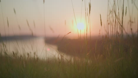 a serene and calming scene where tall grasses are gently swaying in the warm glow of the setting sun, with a peaceful lake blurred in the background, capturing the essence of nature's tranquility