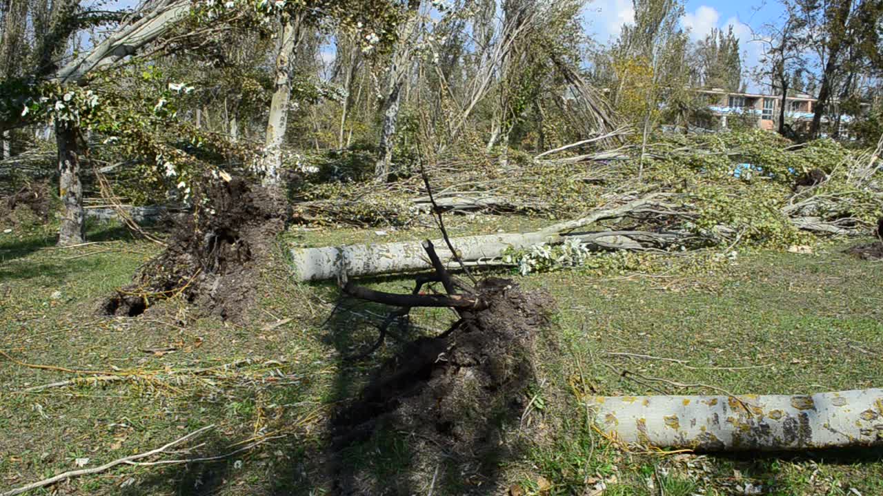 Radici sporgenti dell'albero caduto dopo un uragano. Conseguenze dell'uragano