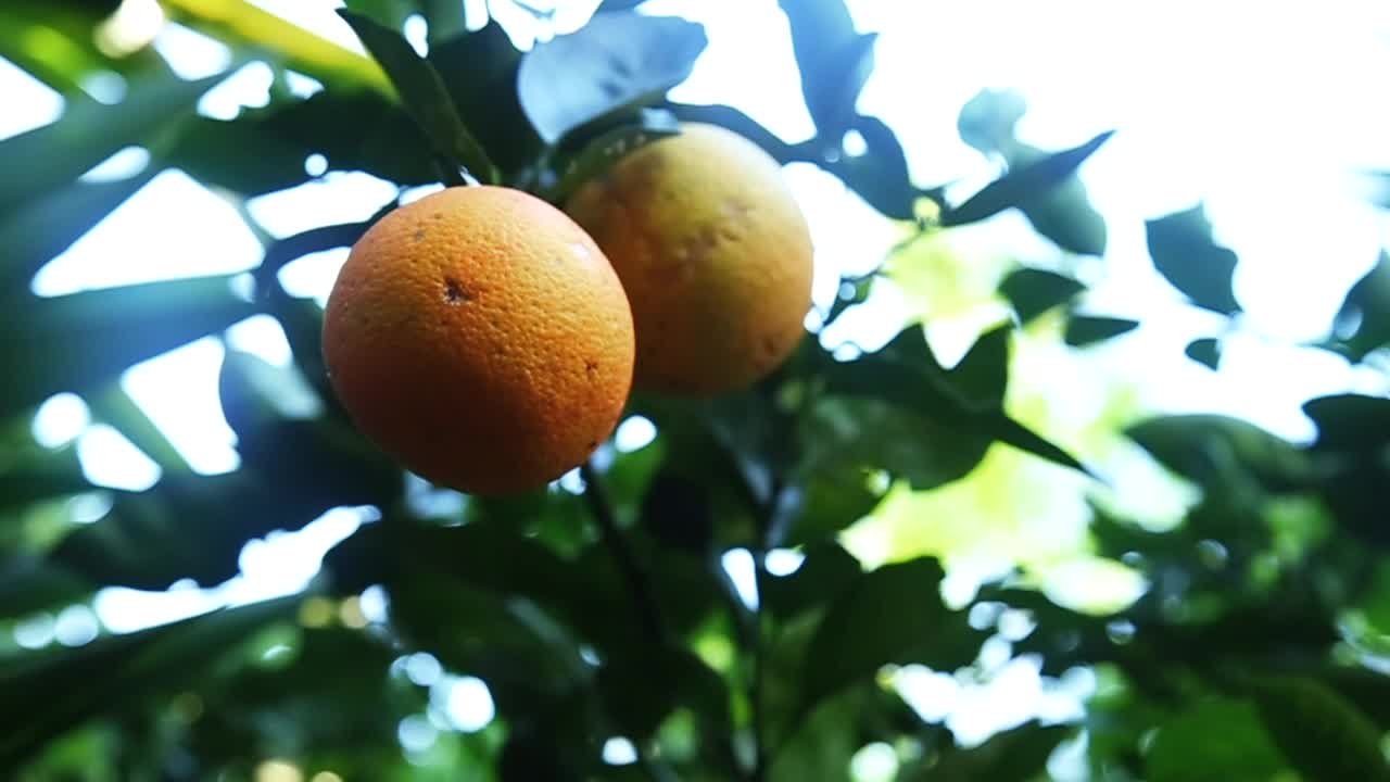Oranges hanging from tree